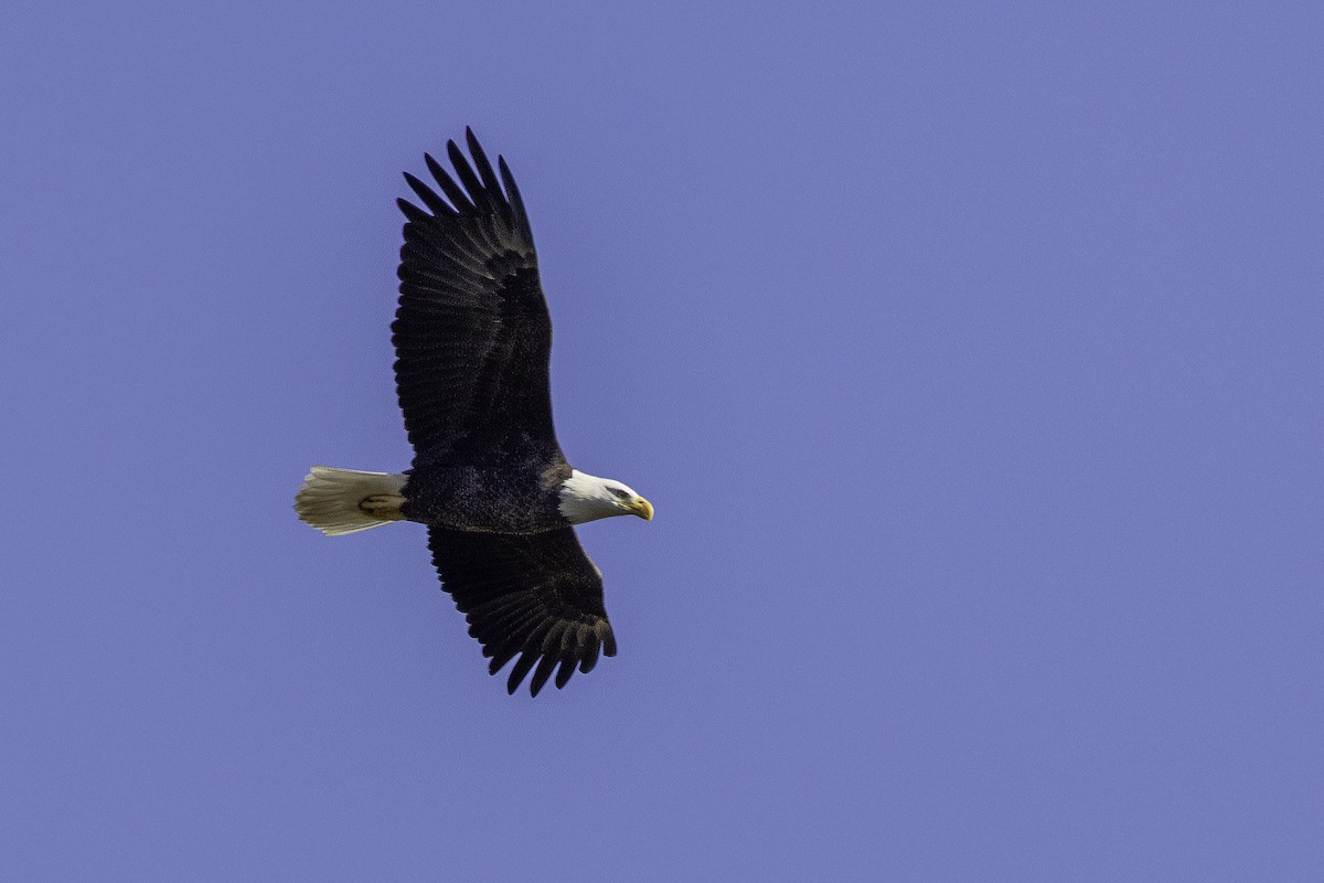 Weißkopf-Seeadler - ML644990916