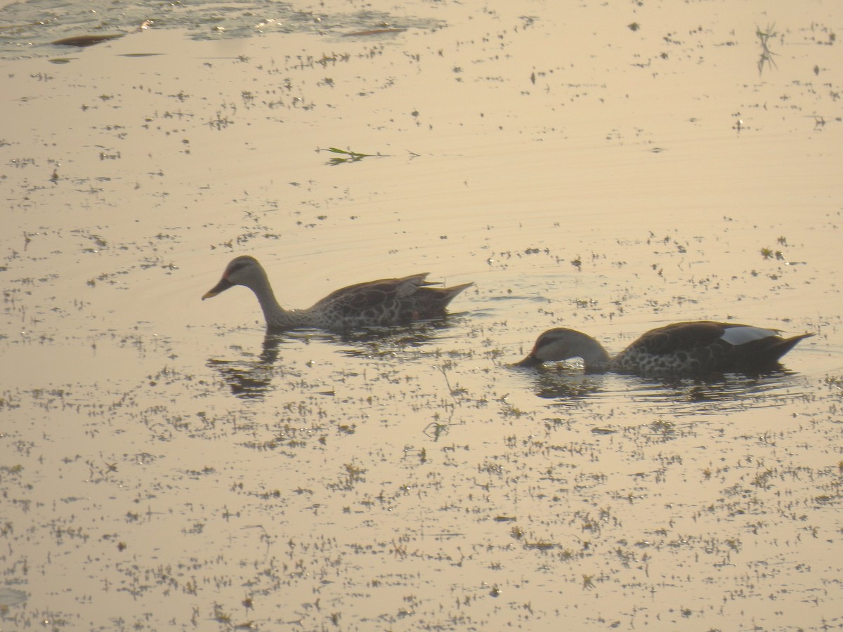 Indien-Fleckschnabelente - ML644990919