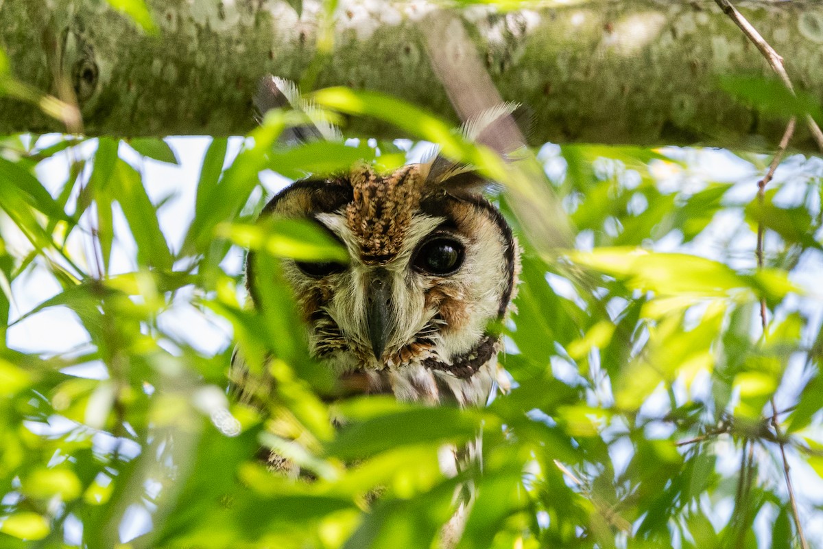 Schreieule - ML644990921