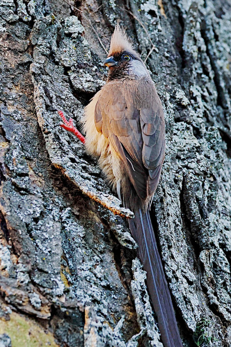 Braunflügel-Mausvogel - ML644990922