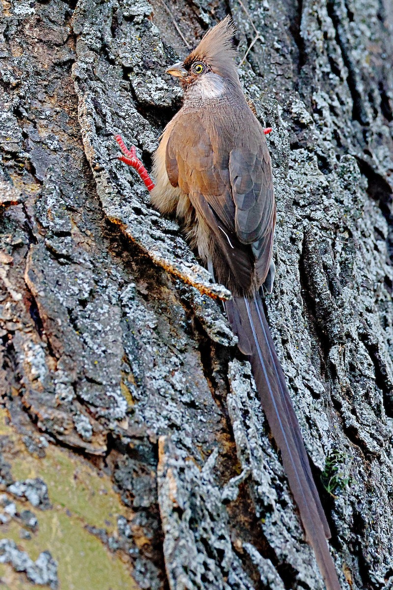 Coliou rayé - ML644990923