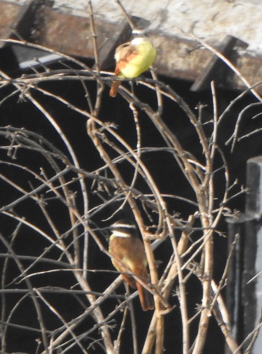 Schwefelmaskentyrann - ML644990925