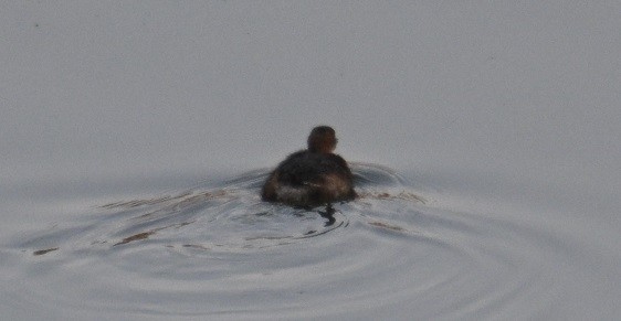 Zwergtaucher - ML644990927