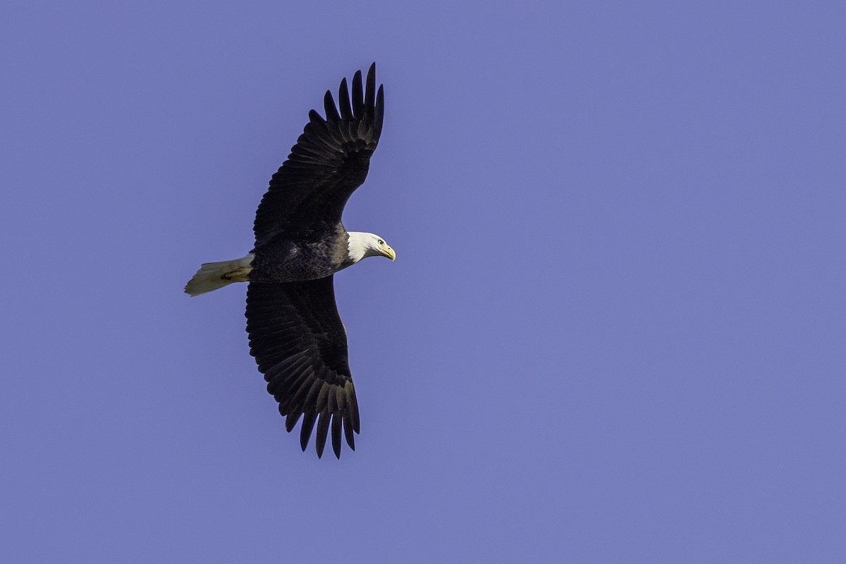 Weißkopf-Seeadler - ML644990928