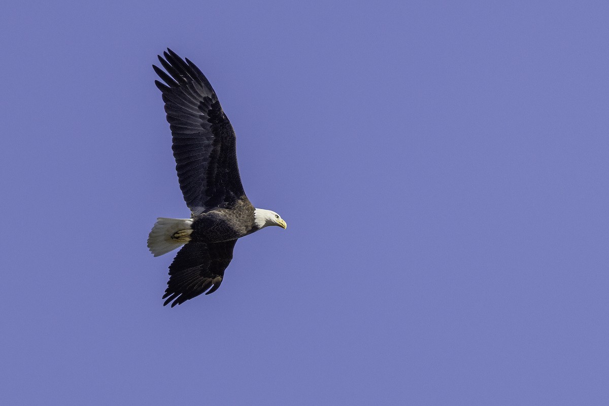 Weißkopf-Seeadler - ML644990929