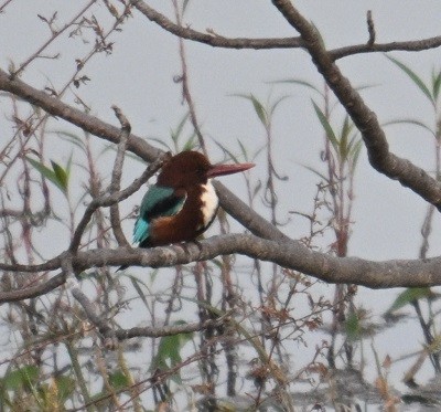 Braunliest - ML644990932