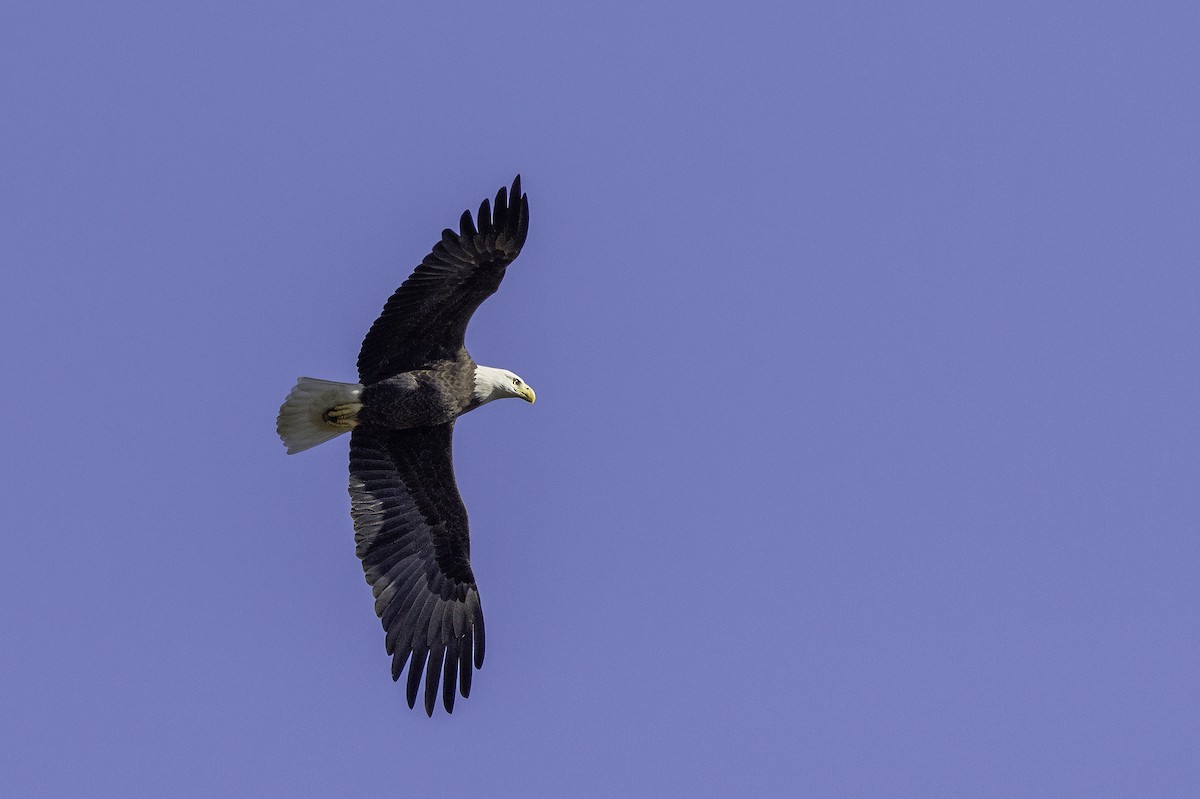 Weißkopf-Seeadler - ML644990934