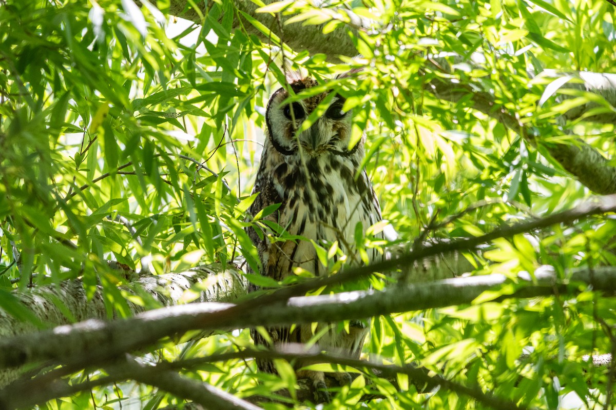 Striped Owl - ML644990937