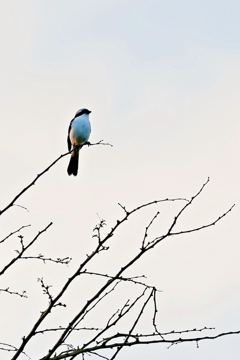 Pie-grièche à dos gris - ML644990943