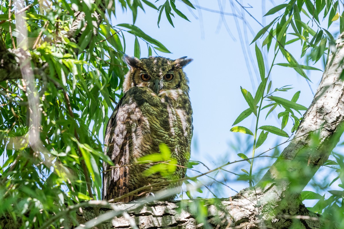 Great Horned Owl - ML644990947