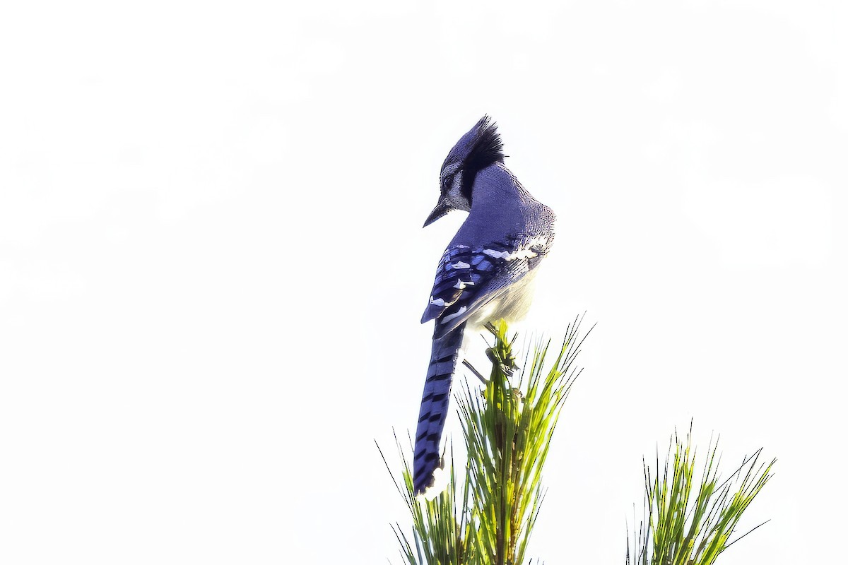 Blue Jay - ML644990977