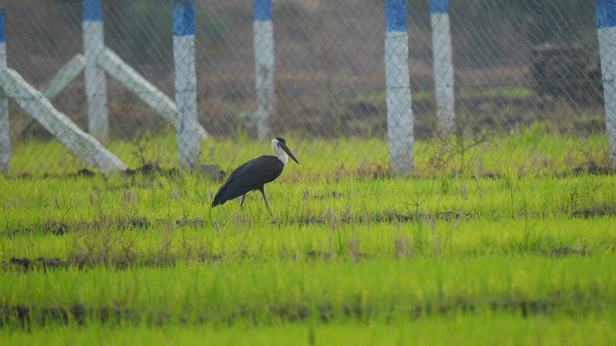 Asian Woolly-necked Stork - ML644990981