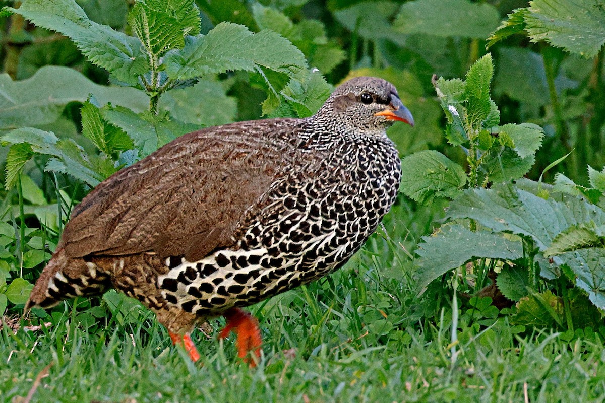 Francolin de Hildebrandt - ML644990982