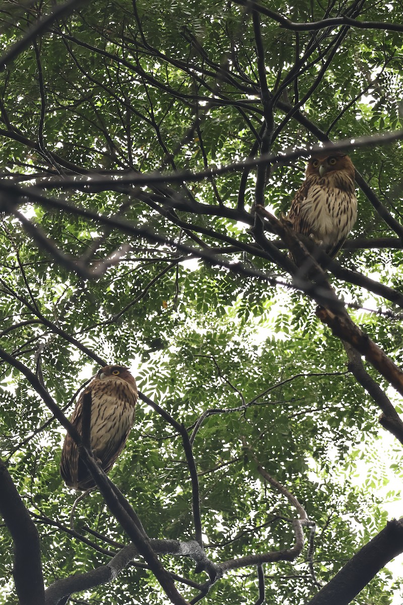 rusthubro - ML644990987