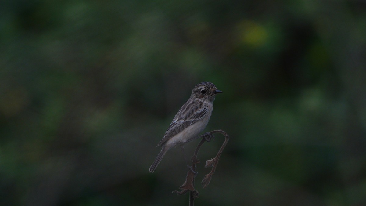 Siberian Stonechat - ML644990988