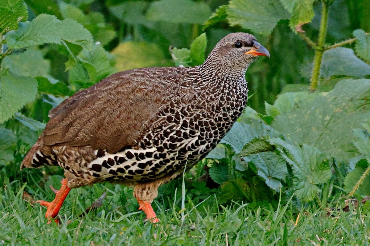 Francolin de Hildebrandt - ML644990989