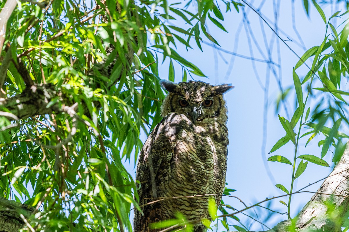 Great Horned Owl - ML644990990