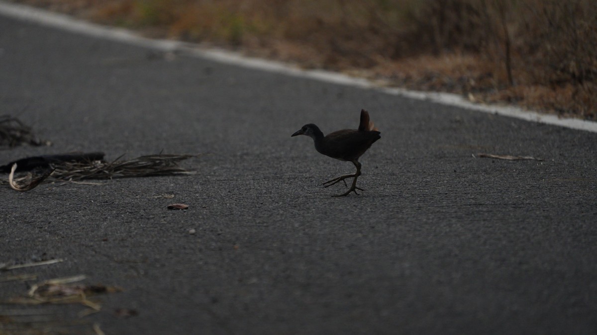 White-breasted Waterhen - ML644990999