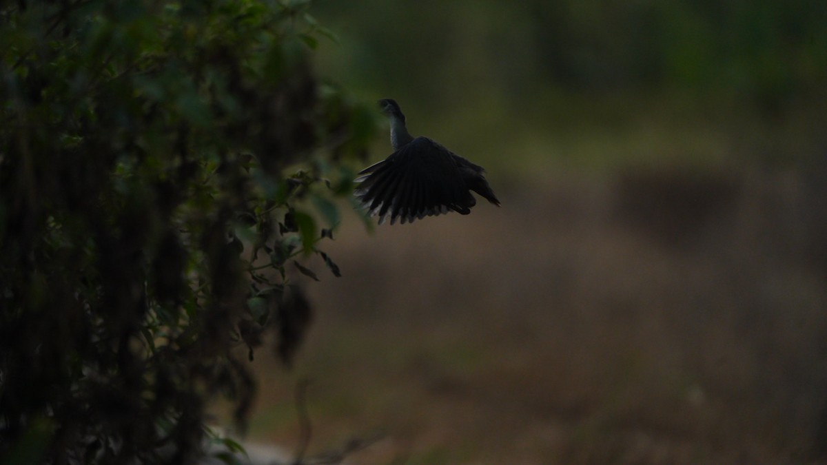 White-breasted Waterhen - ML644991000