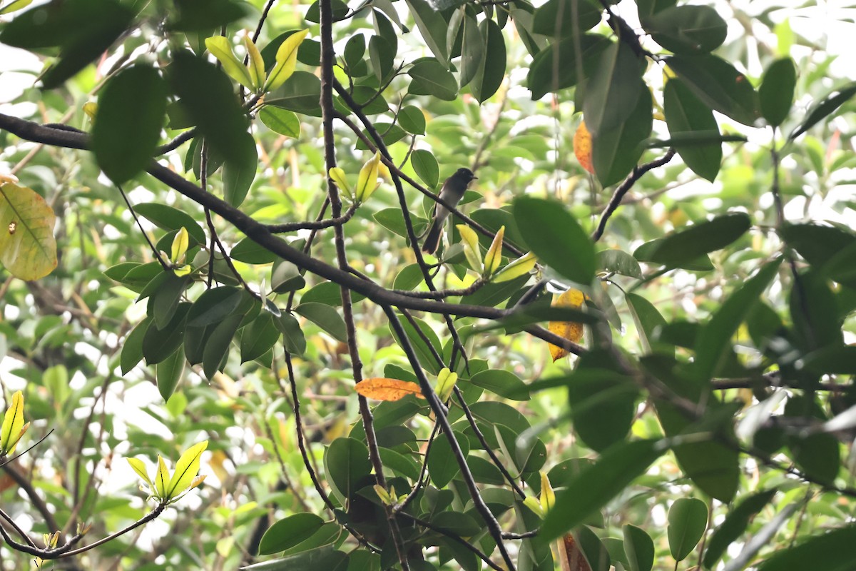 Черная райская мухоловка - ML644991001