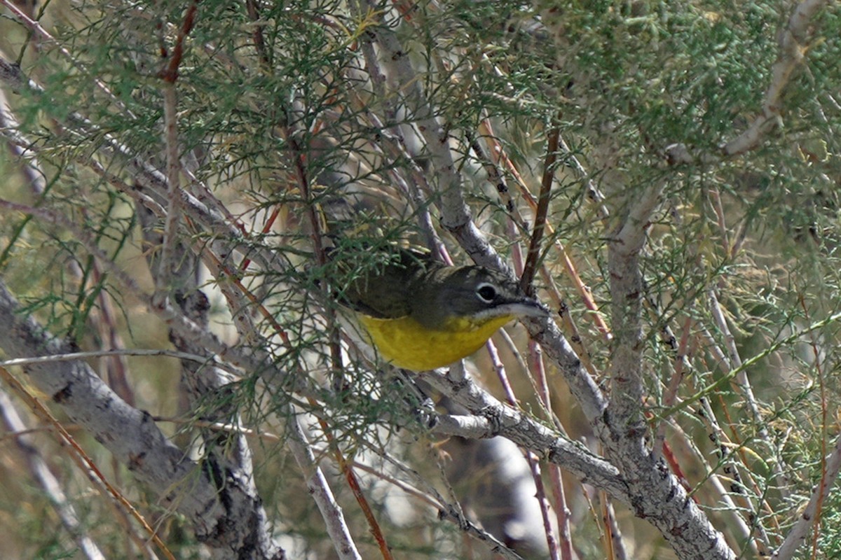 Yellow-breasted Chat - ML644991003