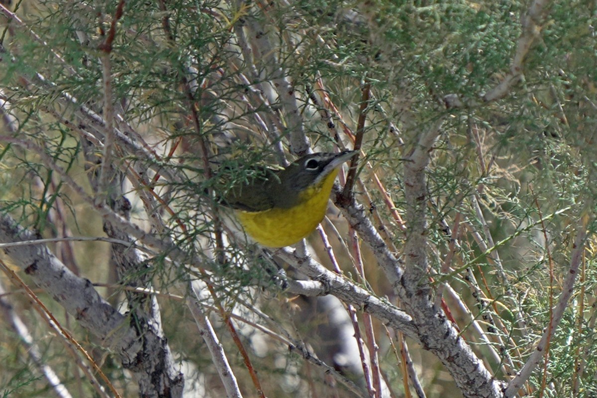 Yellow-breasted Chat - ML644991004