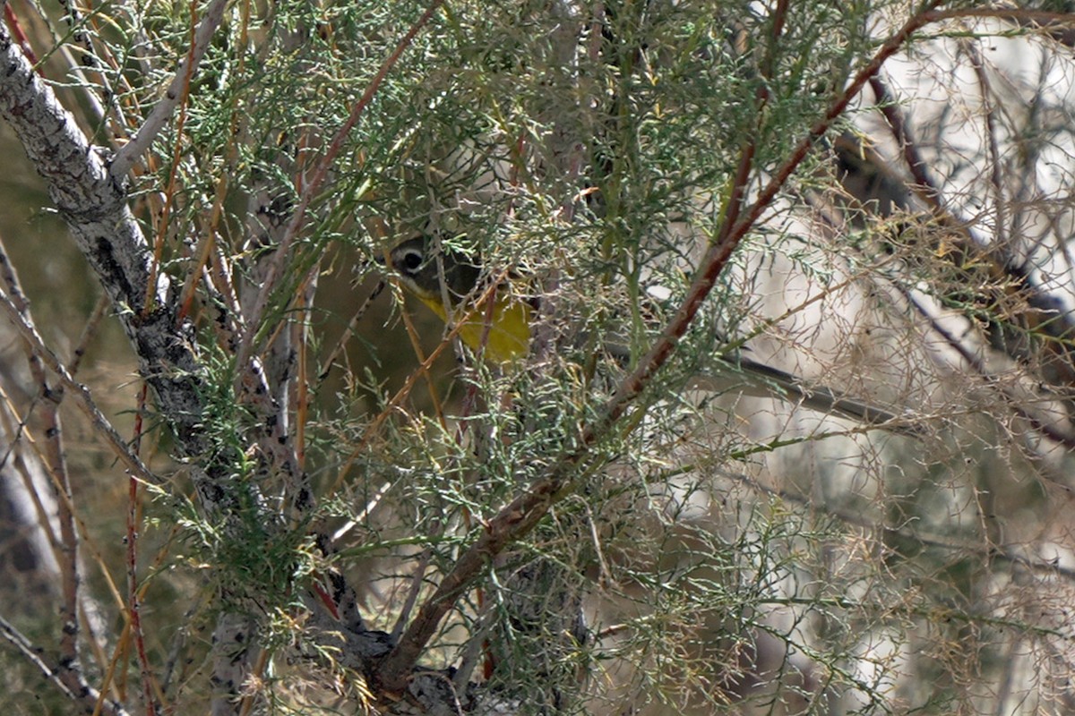 Yellow-breasted Chat - ML644991005