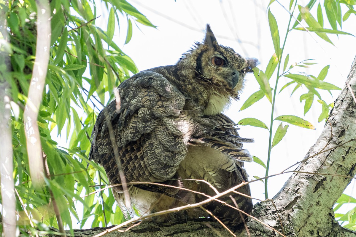 Great Horned Owl - ML644991006