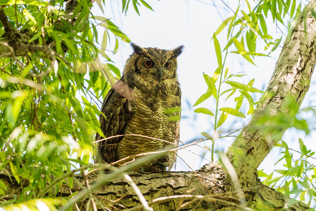 Great Horned Owl - ML644991007