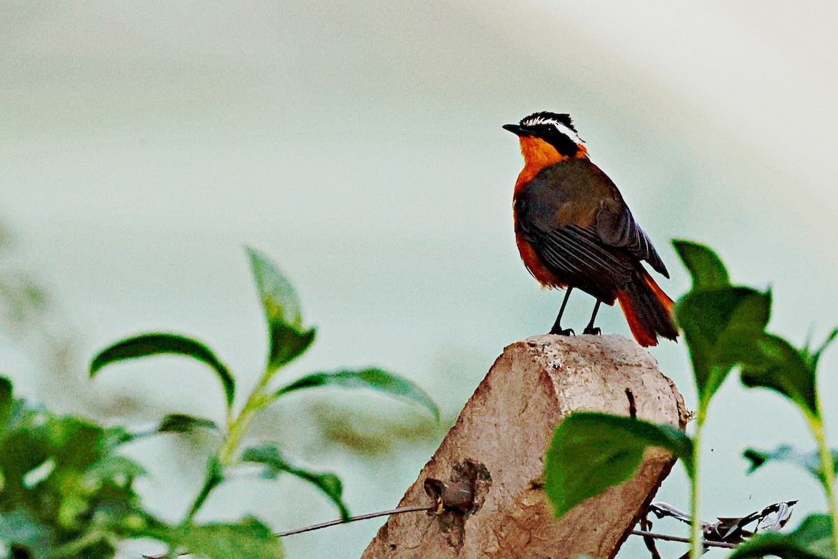 Cossyphe de Heuglin - ML644991011