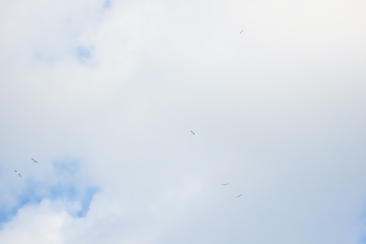 Larinae sp. - ML644991015