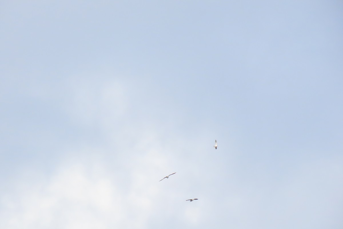 Larinae sp. - ML644991016