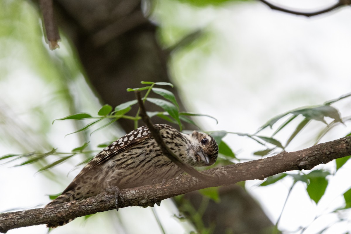Checkered Woodpecker - ML644991018