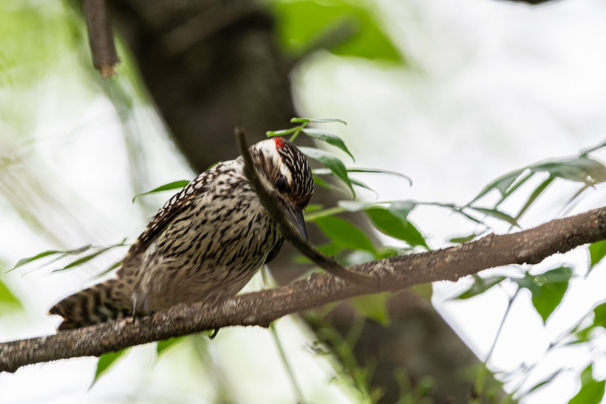 Checkered Woodpecker - ML644991019