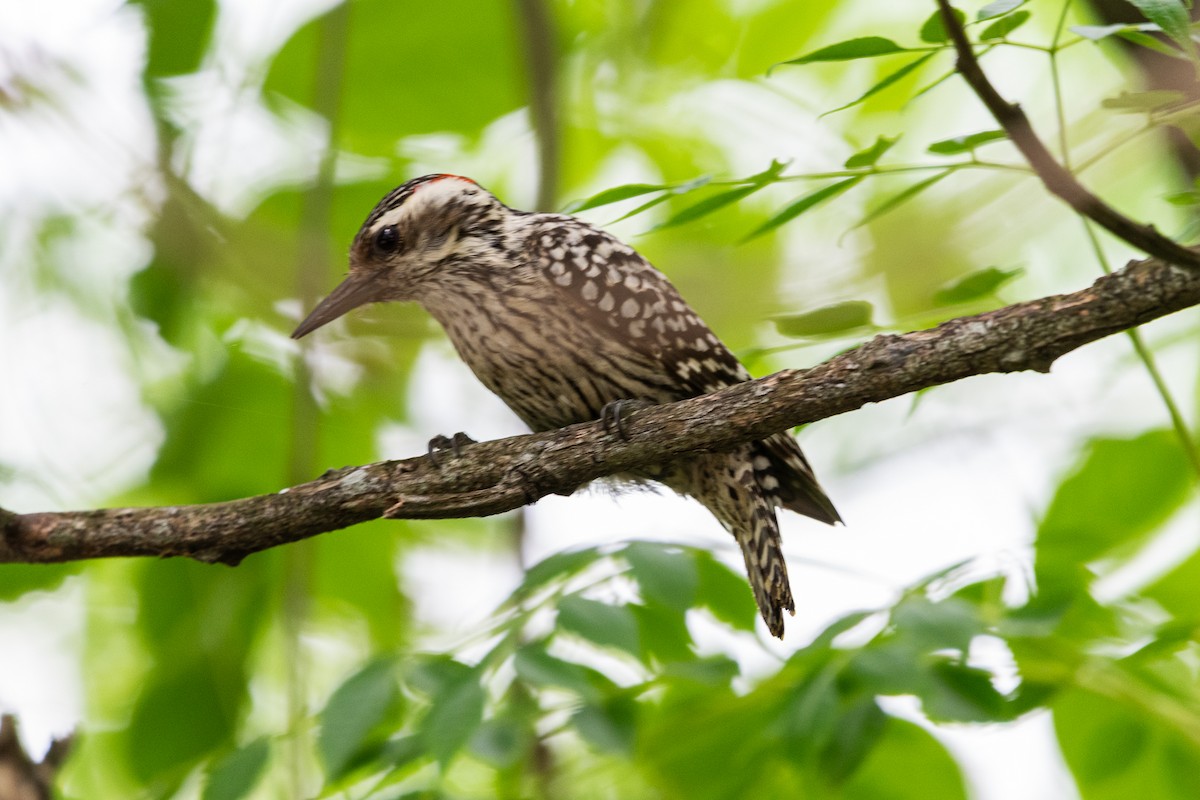 Checkered Woodpecker - ML644991020