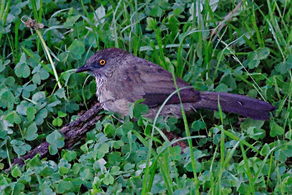 Cratérope fléché - ML644991021