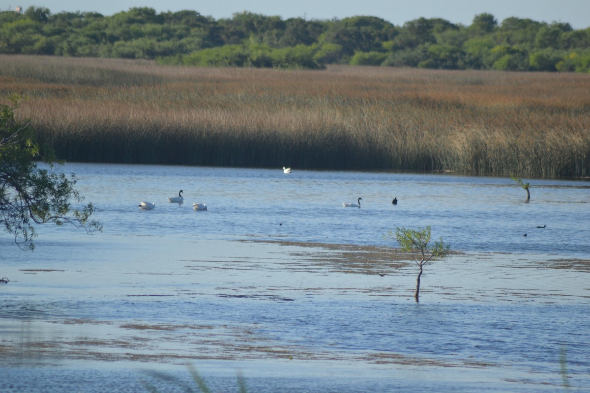 Black-necked Swan - ML644991022