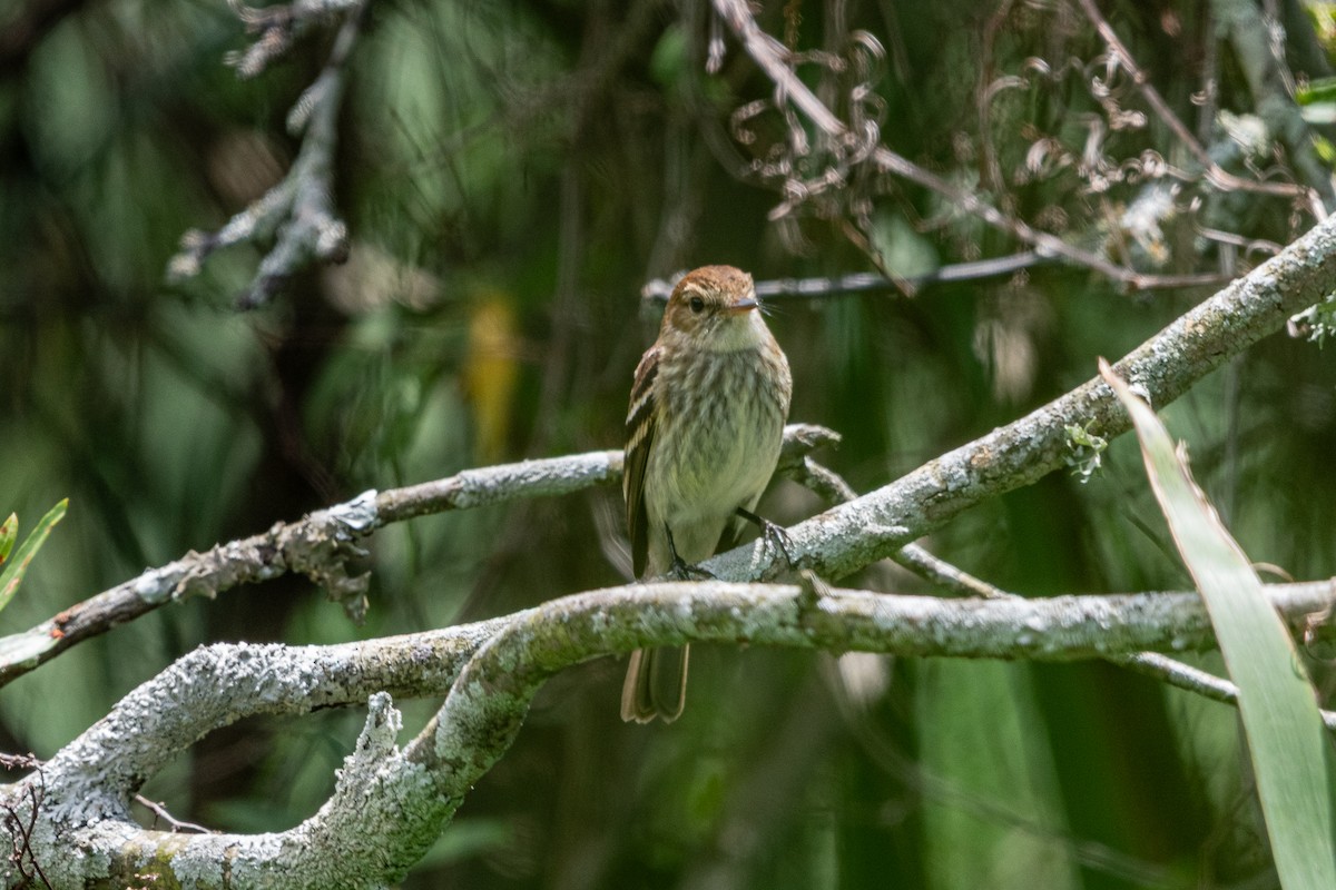 Bran-colored Flycatcher - ML644991030