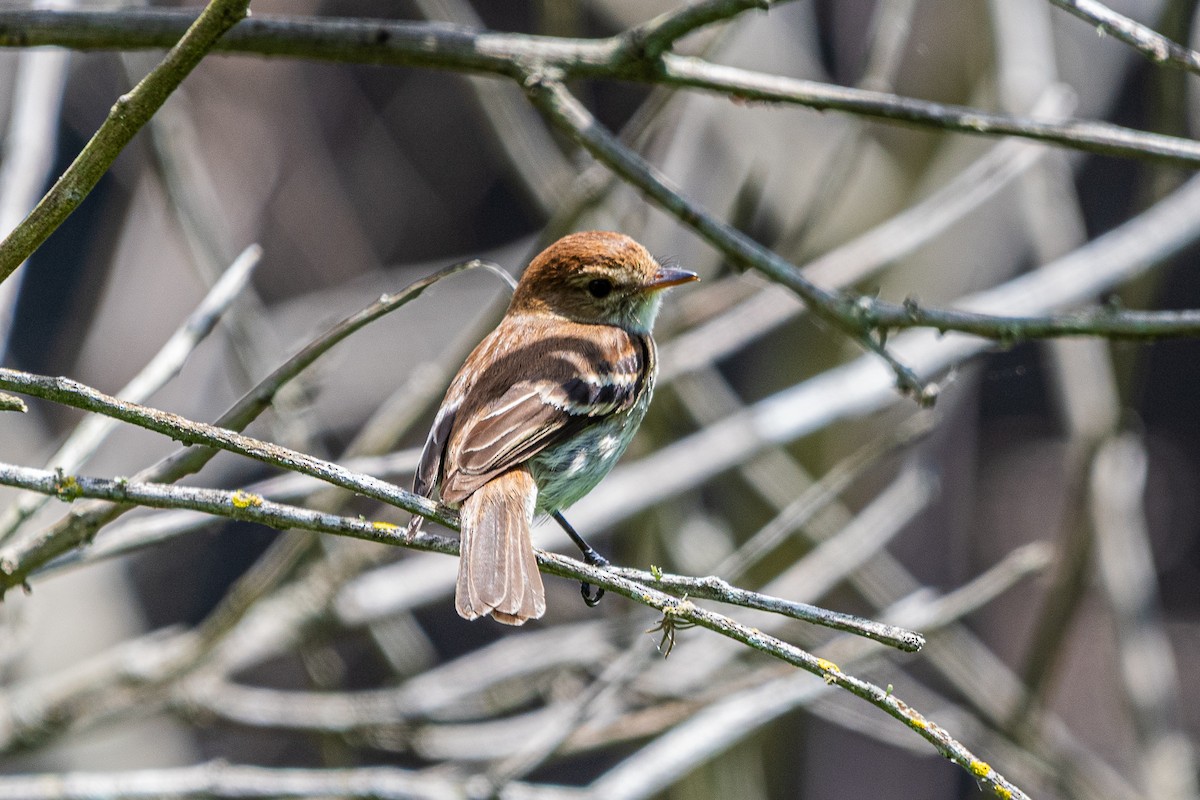 Bran-colored Flycatcher - ML644991031