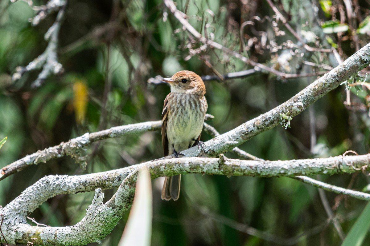 Bran-colored Flycatcher - ML644991032
