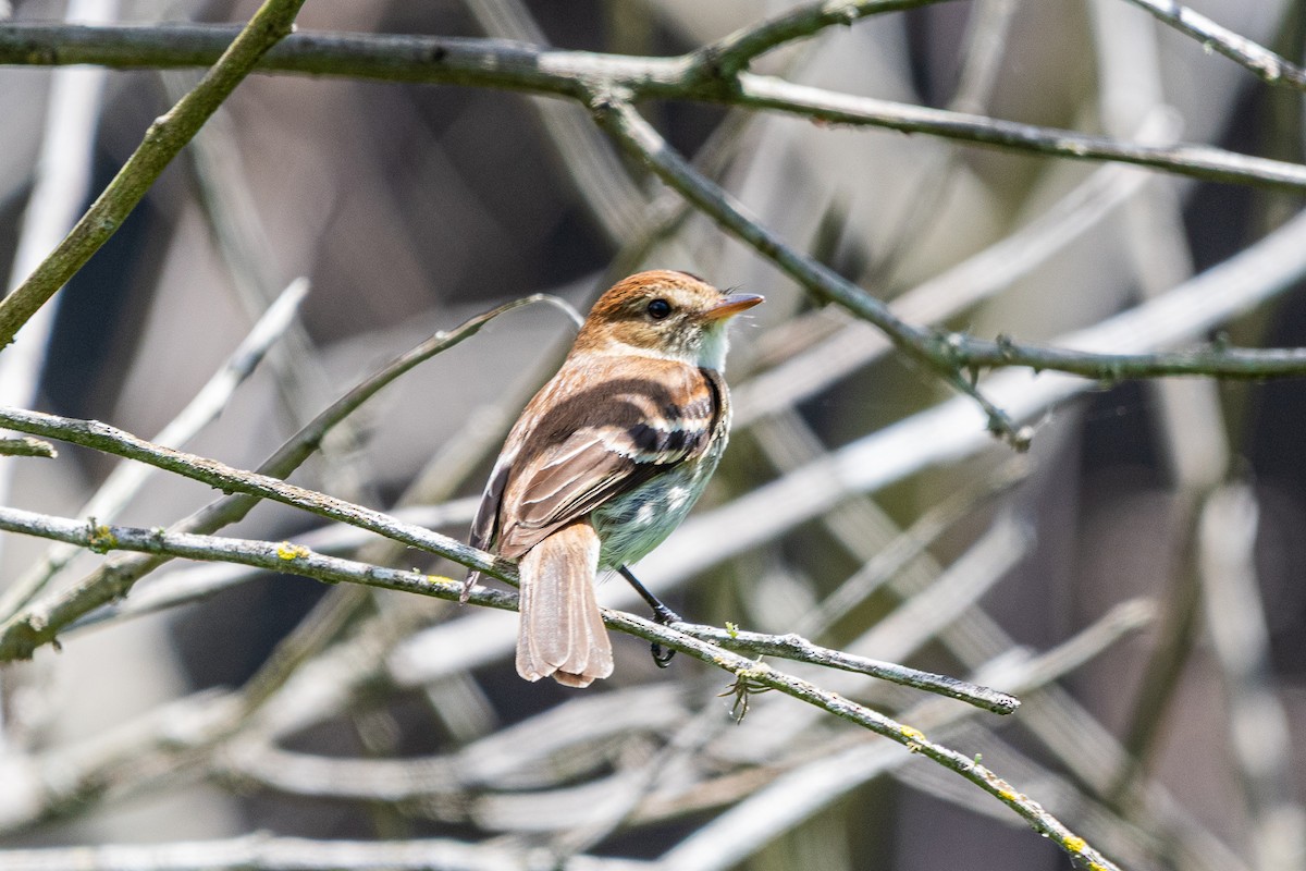 Bran-colored Flycatcher - ML644991033
