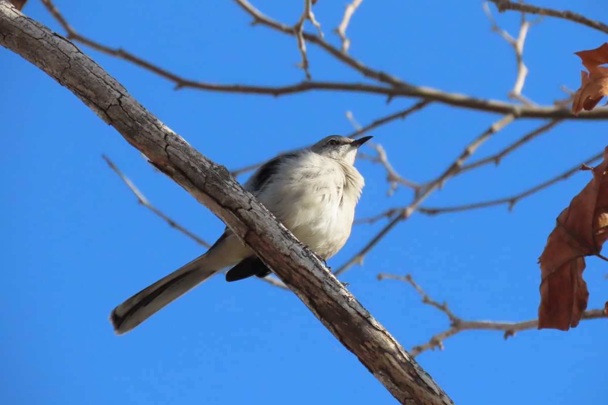 Northern Mockingbird - ML644991034