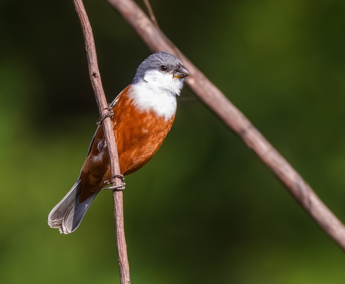 Marsh Seedeater - ML644991039