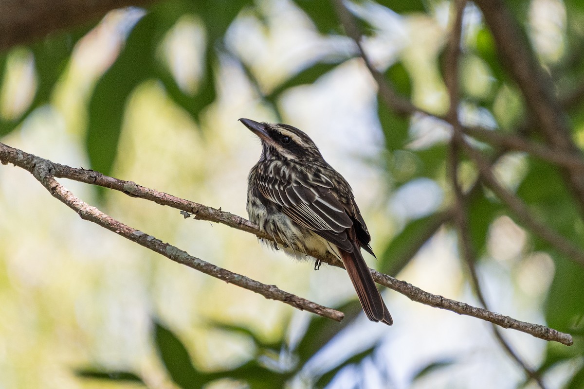 Streaked Flycatcher - ML644991042