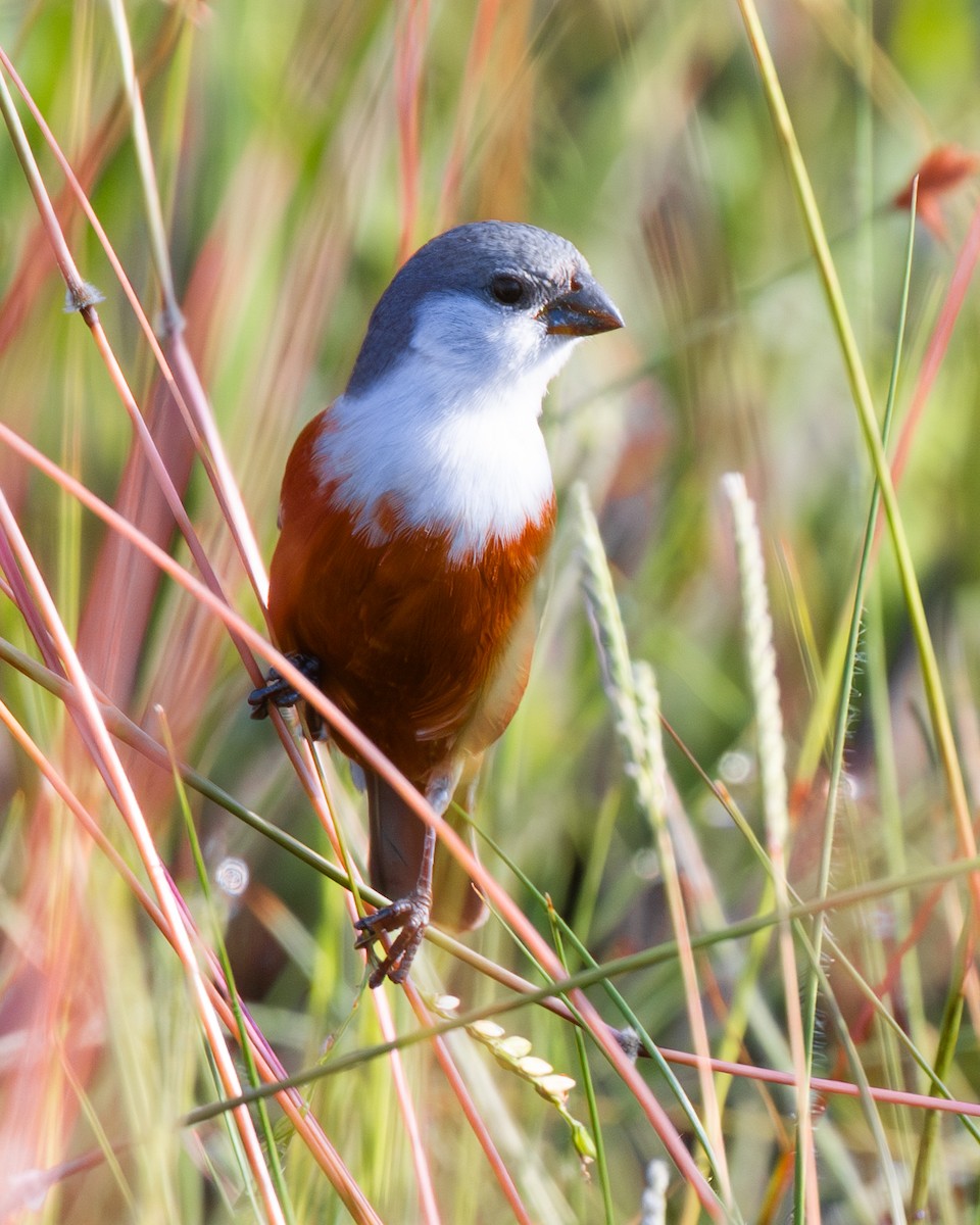 Marsh Seedeater - ML644991043