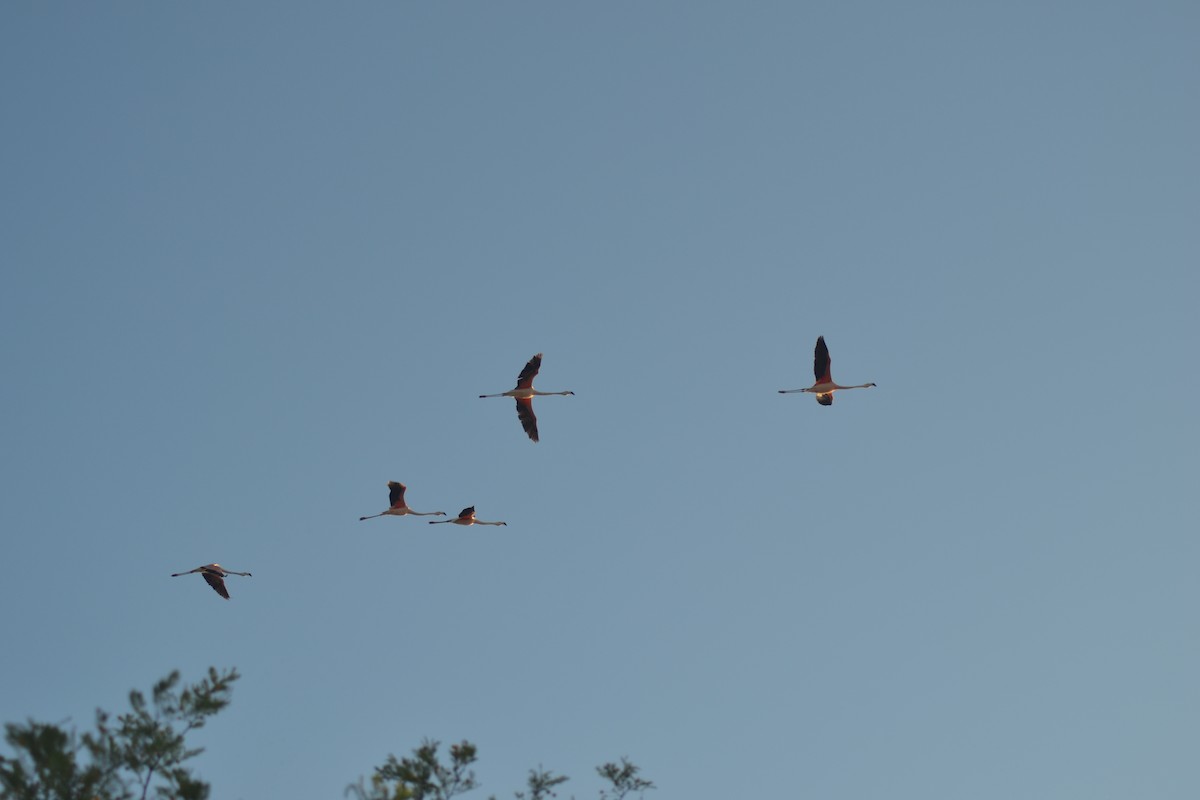 Chilean Flamingo - ML644991057