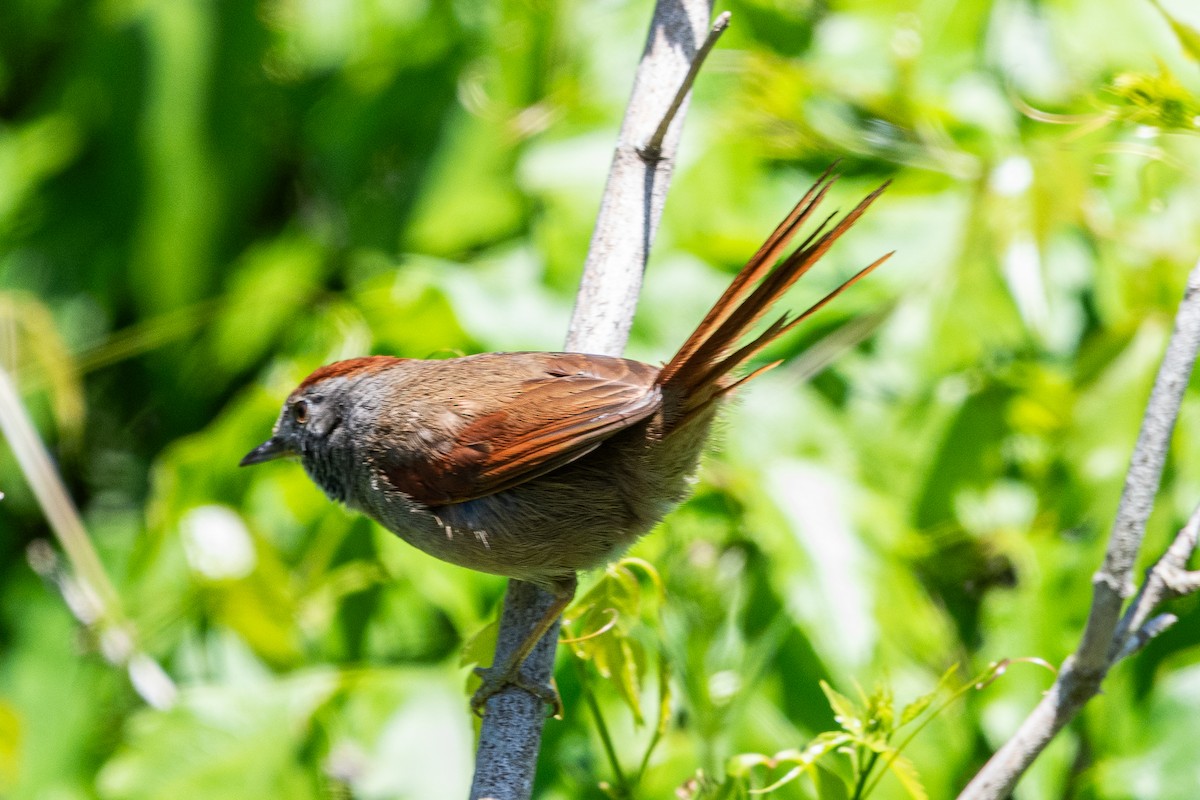 Sooty-fronted Spinetail - ML644991060