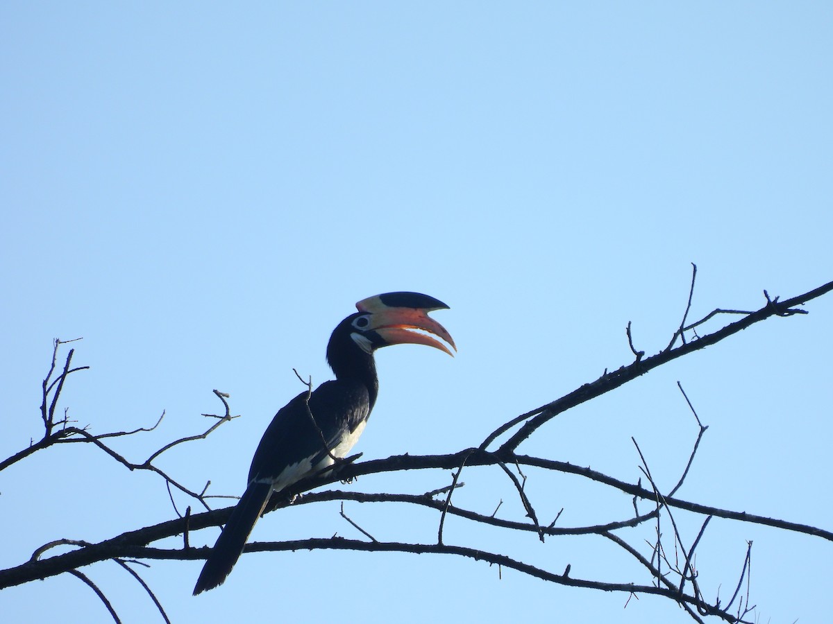 カササギサイチョウ - ML644991065