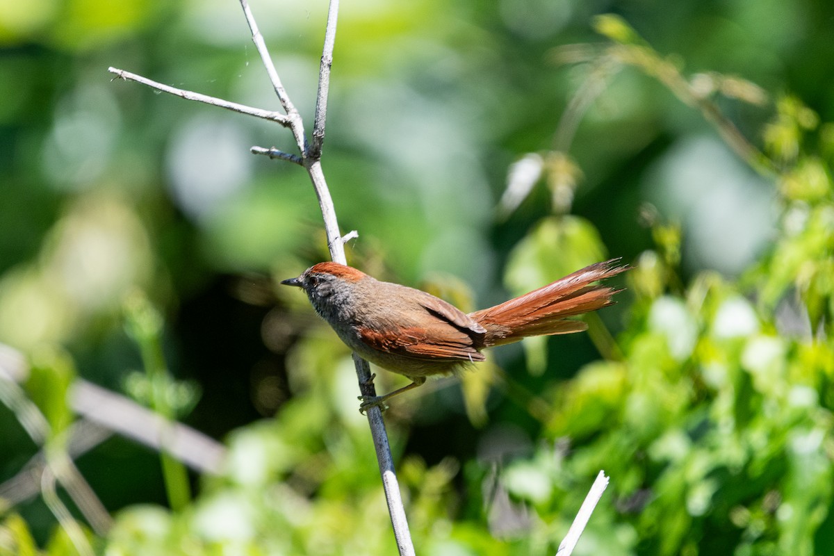 Sooty-fronted Spinetail - ML644991067
