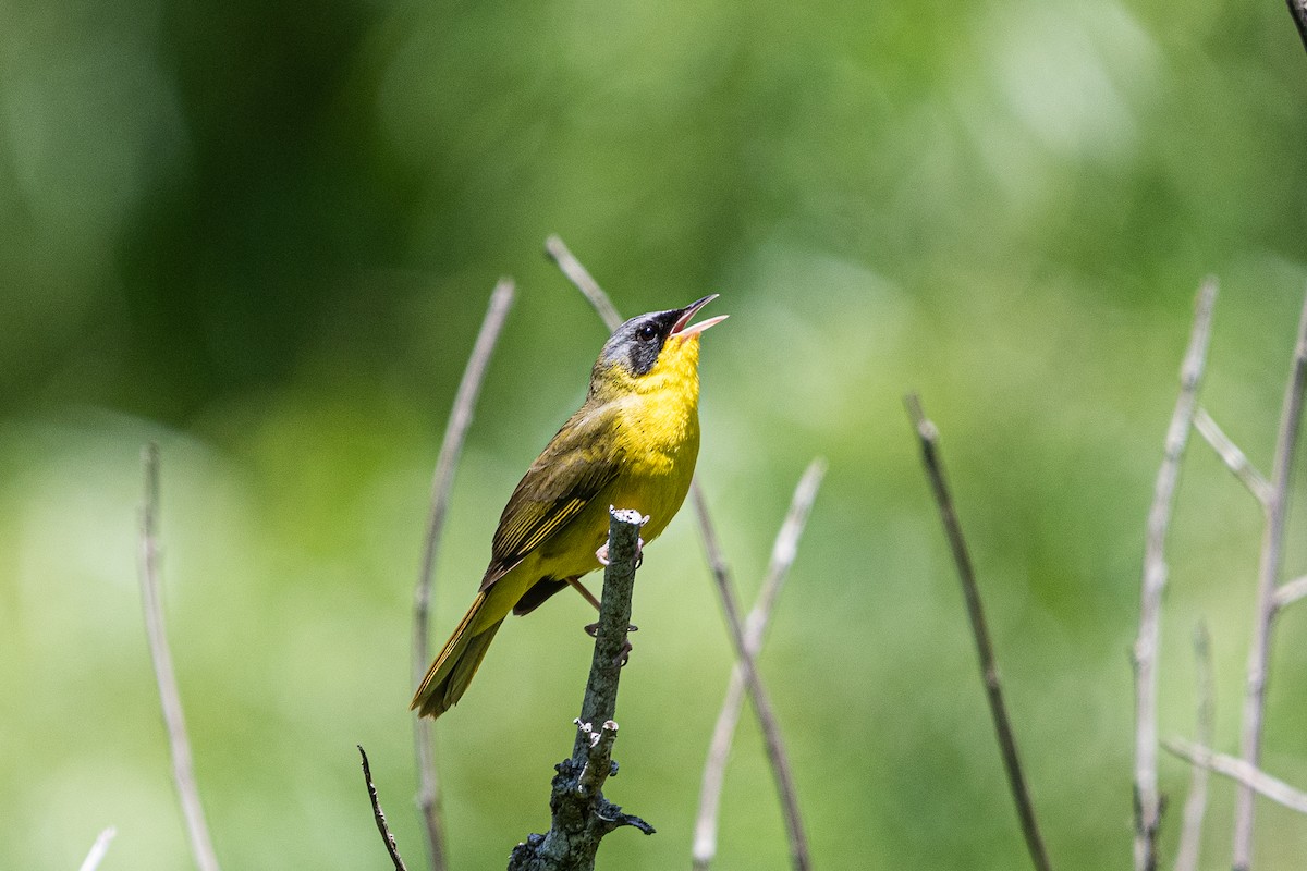 Southern Yellowthroat - ML644991073